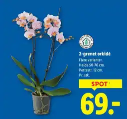 Lidl 2-grenet orkidé tilbud