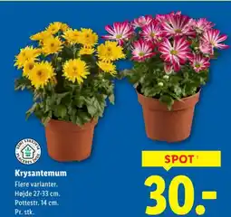 Lidl Krysantemum tilbud