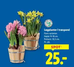 Lidl Løgplanter i træspand tilbud