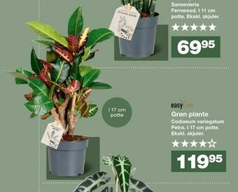 Bauhaus Grøn plante tilbud