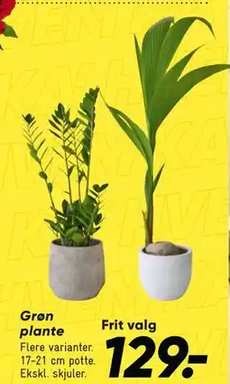 Bilka Grøn plante tilbud