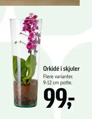 Føtex Orkidé i skjuler tilbud