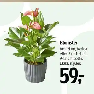 Føtex Blomster tilbud