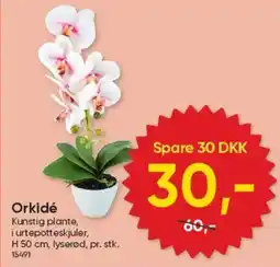 BigDollar Orkidé tilbud