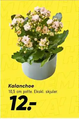 Bilka Kalanchoe tilbud