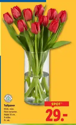 Lidl Tulipaner tilbud