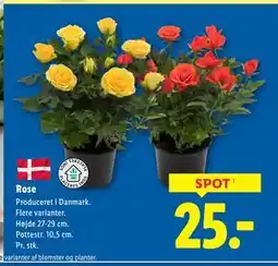 Lidl Rose tilbud