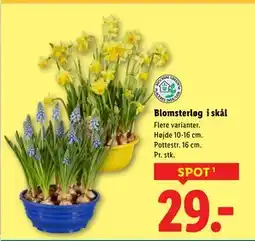 Lidl Blomsterløg i skål tilbud