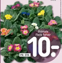 REMA 1000 Primula Flere farver tilbud