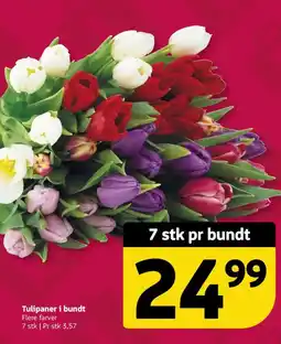 Løvbjerg Tulipaner i bundt tilbud