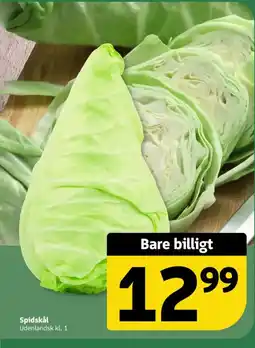 Løvbjerg Spidskål tilbud