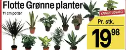 ABC Lavpris Flotte Grønne planter tilbud