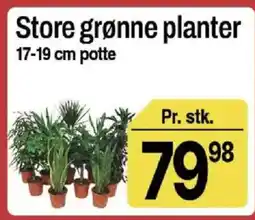 ABC Lavpris Store grønne planter tilbud