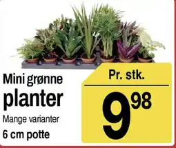 ABC Lavpris Mini grønne planter tilbud