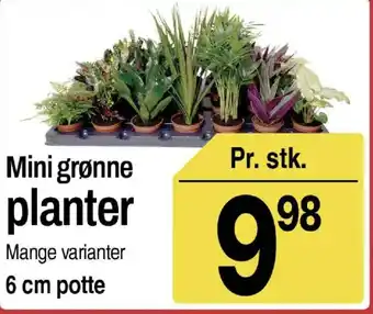 Mini grønne planter