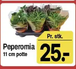 ABC Lavpris Peperomia tilbud