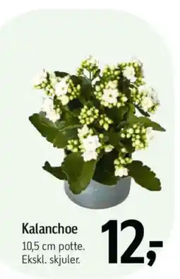 Føtex Kalanchoe tilbud