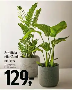 Føtex Strelitzia eller Zami- oculcas tilbud
