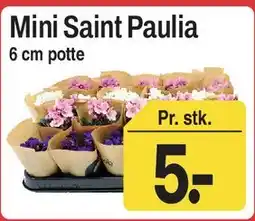 ABC Lavpris Mini Saint Paulia tilbud