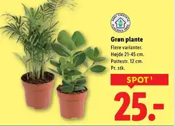 Lidl Grøn plante tilbud