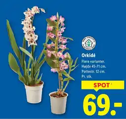 Lidl Orkidé tilbud