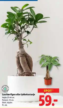 Lidl Laurbærfigen eller lykkekastanje tilbud
