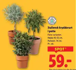 Lidl Italiensk krydderurt i potte tilbud