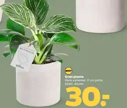 Netto Grøn plante tilbud