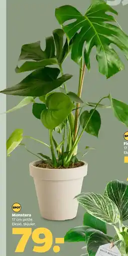 Netto Monstera tilbud