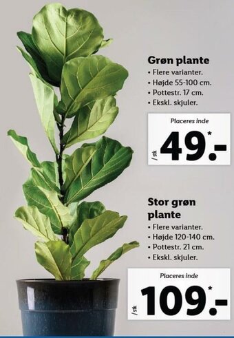 Lidl Grøn Plante tilbud