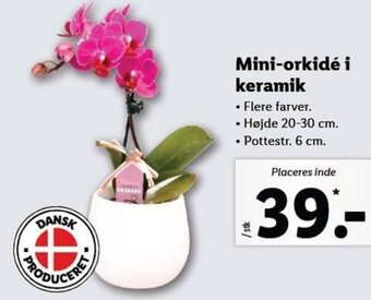 Lidl Mini-Orkidé i Keramik tilbud
