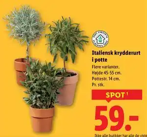 Italiensk krydderurt i potte