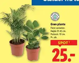 Lidl Grøn plante tilbud