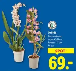 Lidl Orkidé tilbud