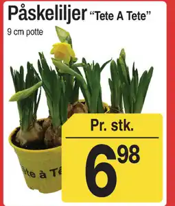 ABC Lavpris Påskeliljer “Tete A Tete" tilbud