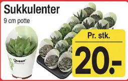 ABC Lavpris Sukkulenter tilbud