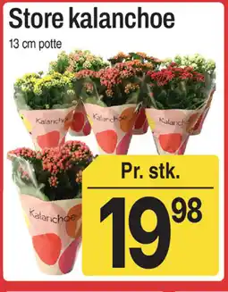 ABC Lavpris Store Kalanchoe tilbud