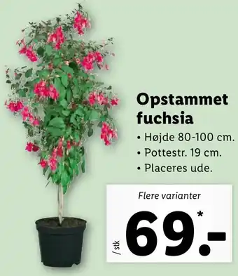 Lidl Opstammet Fuchsia 80-100 cm tilbud