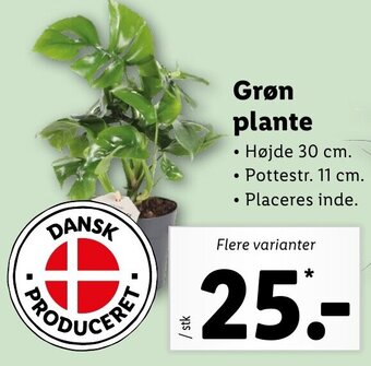 Lidl Grøn Plante tilbud