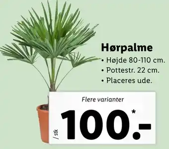 Hørpalme