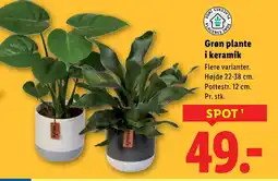 Lidl Grøn plante i keramik tilbud