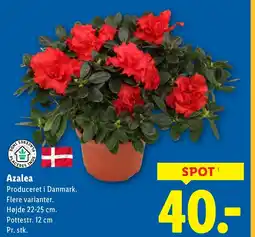 Lidl Azalea tilbud