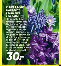 Bilka Magic Spring Symphony – Forårsmagi i én potte tilbud