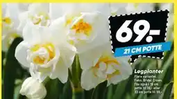 Bilka Løgplanter tilbud