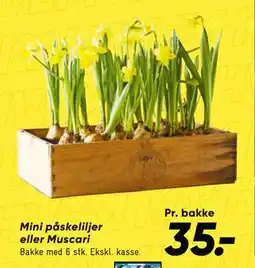 Bilka Mini påskeliljer eller Muscari tilbud