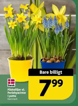 Løvbjerg Påskeliljer el. Perlehyacinter i potte Danmark tilbud