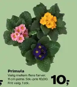 Kvickly Primula tilbud