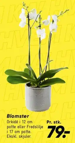 Bilka Orkidé i potte tilbud