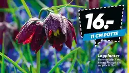 Bilka Løgplanter (11 cm potte) tilbud