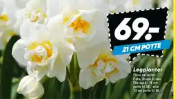 Bilka Løgplanter (21 cm potte) tilbud